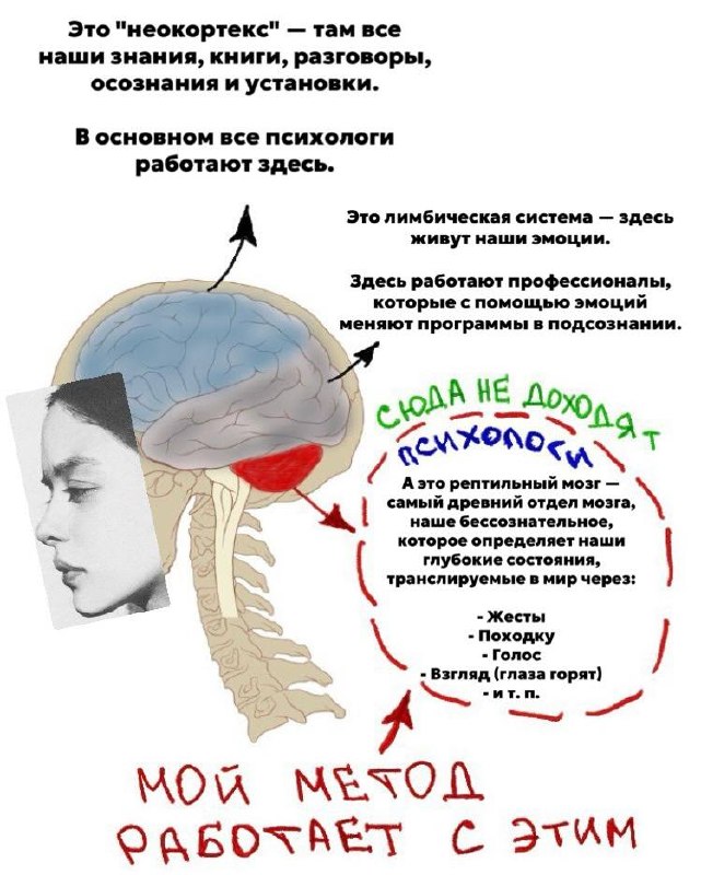 Три уровня мозга: неокортекс, лимбическая система, рептильный мозг - метод СИНДИКАТ работает с самым глубоким уровнем